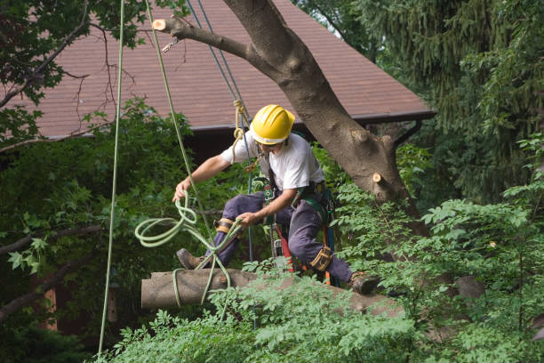 Best Lawn Irrigation Installation and Maintenance  in Hebron, MD