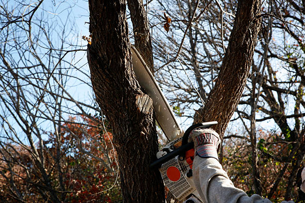 Lawn Maintenance Plans in Hebron, MD