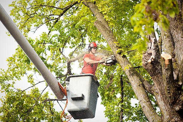 Hebron, MD Tree Care Company