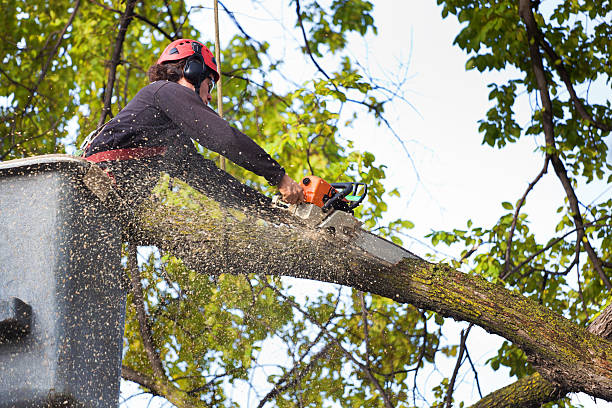 How Our Tree Care Process Works  in  Hebron, MD